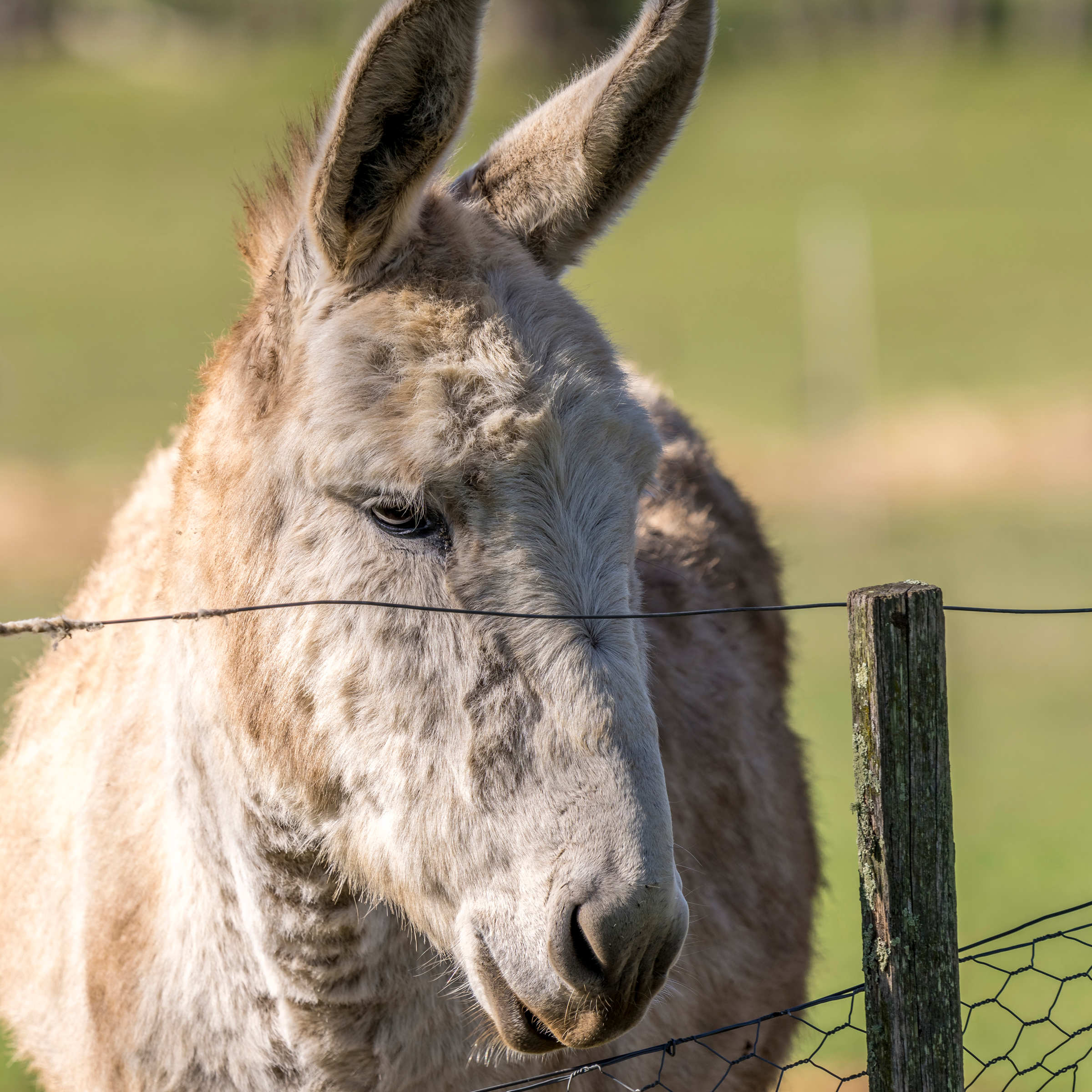 A grey donkey stands behind a wire fence and is looking into the distance with his ears erect. Photo: Rob Burnett.