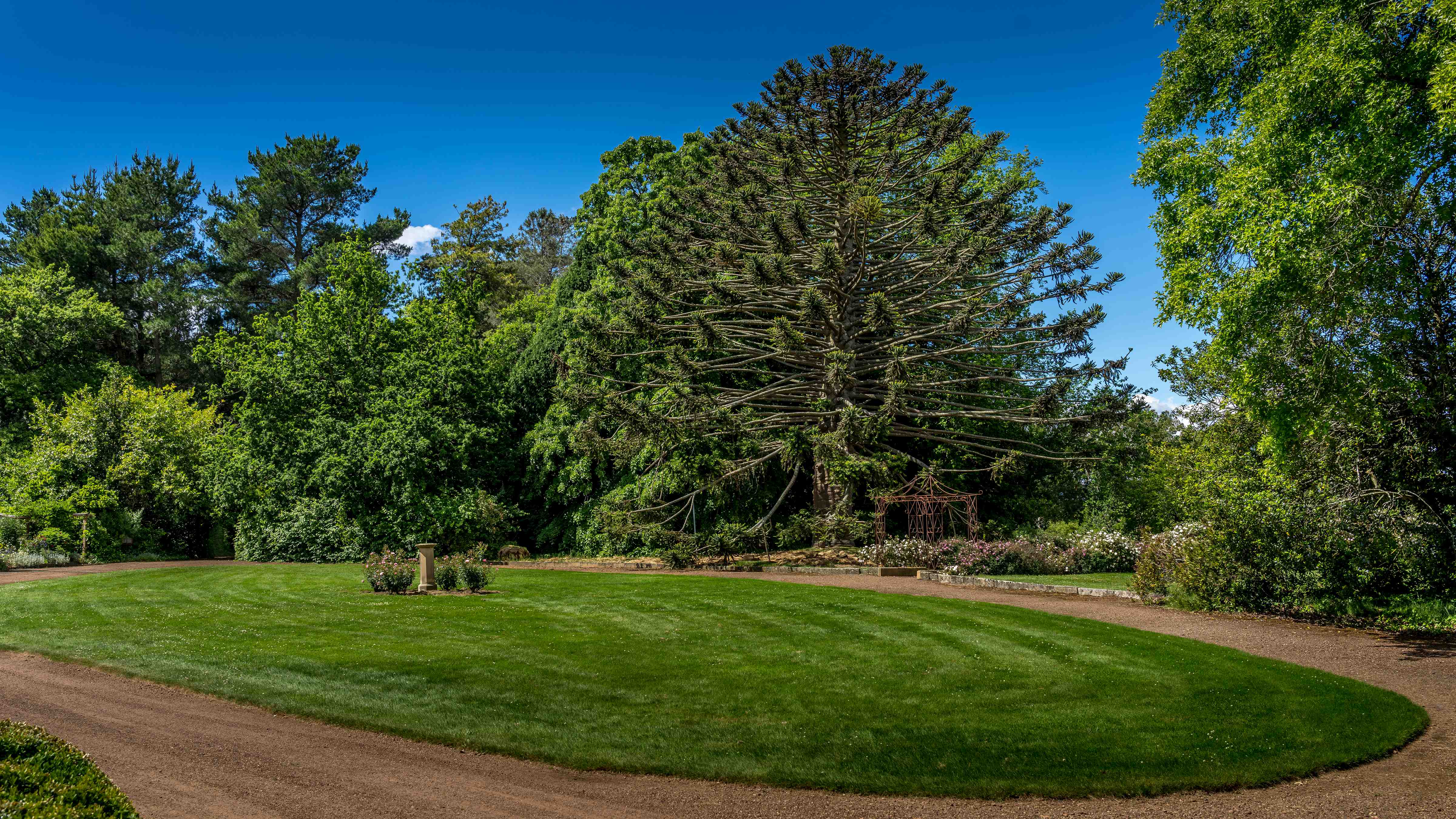This image is part of the heritage gardens that surround the main homestead. The trees include a Pin Oak, Bunya Pine, Linden, English Oak and numerous pines. In the centre of the carriage way lawn is a sundial with four pink rose bushes. Photo: Rob Burnett.