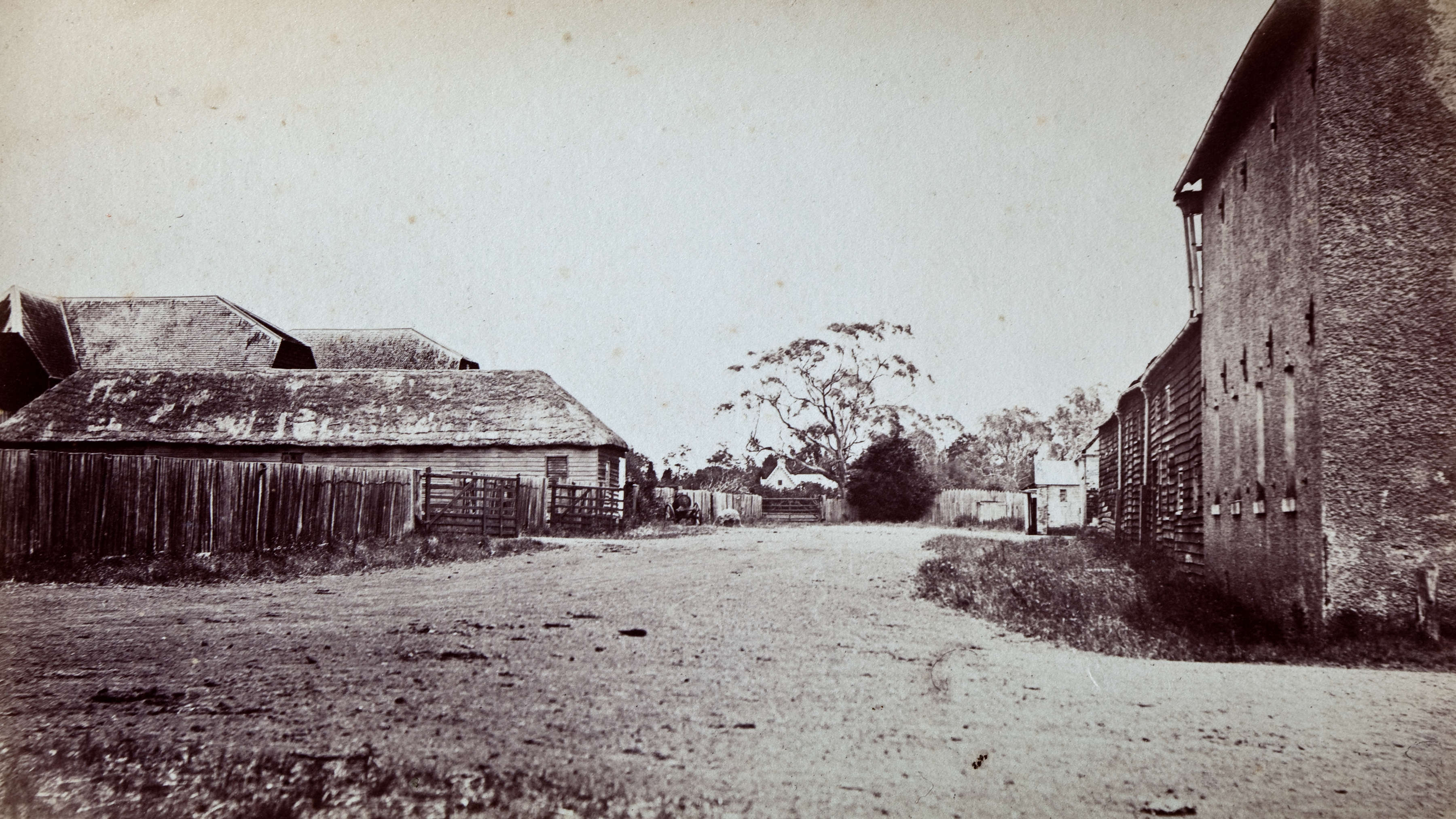 Black and white image of the Brickendon Farm Village road lined with buildings. On the right is the brick granary, shearing shed, draught horse stables and overseers cottage while on the left is a long vertical paling fence, stables, workshop and roofs of the timber barns. A young pine tree stands at the end of the road. Source: Brickendon collection.