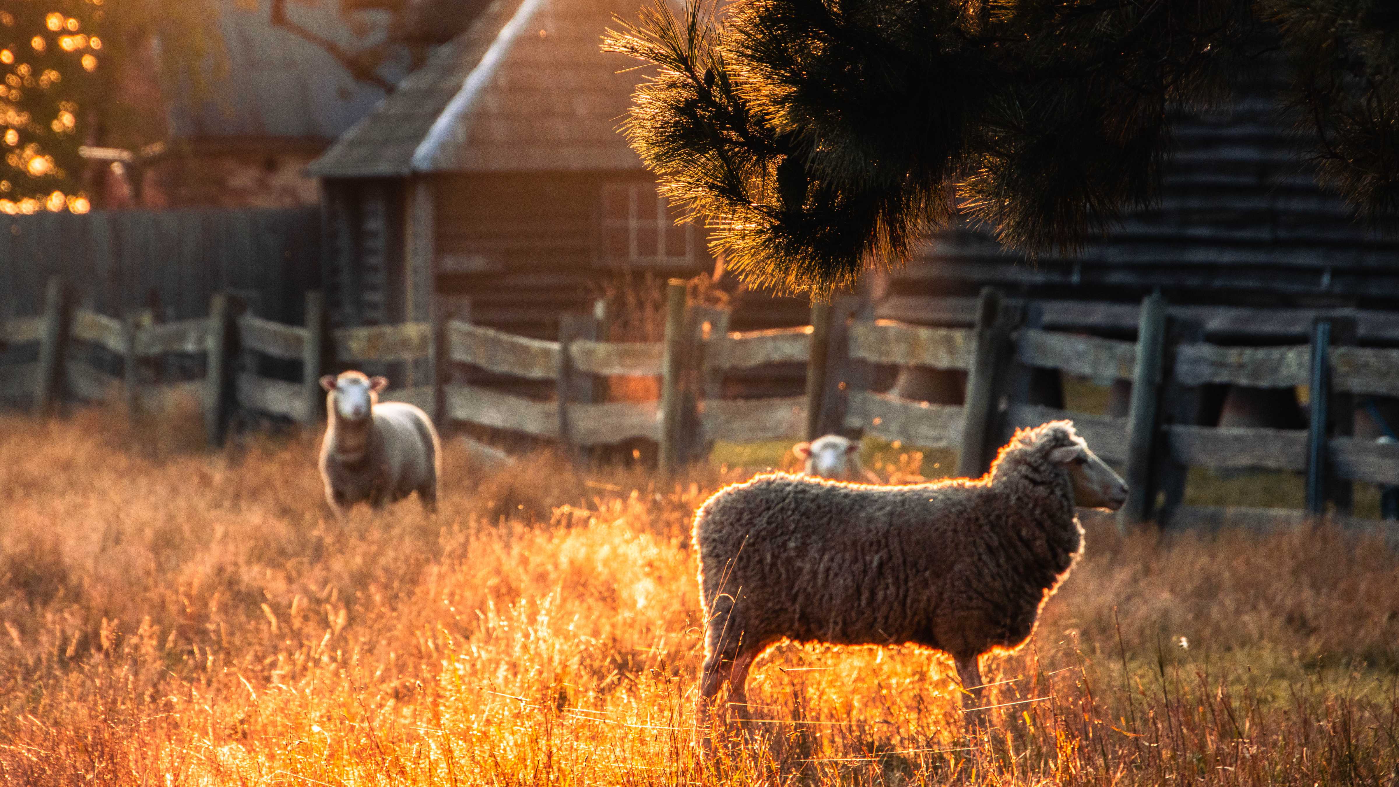 Wooly sheep grazing in golden morning light. Photo: Alex Pirie.