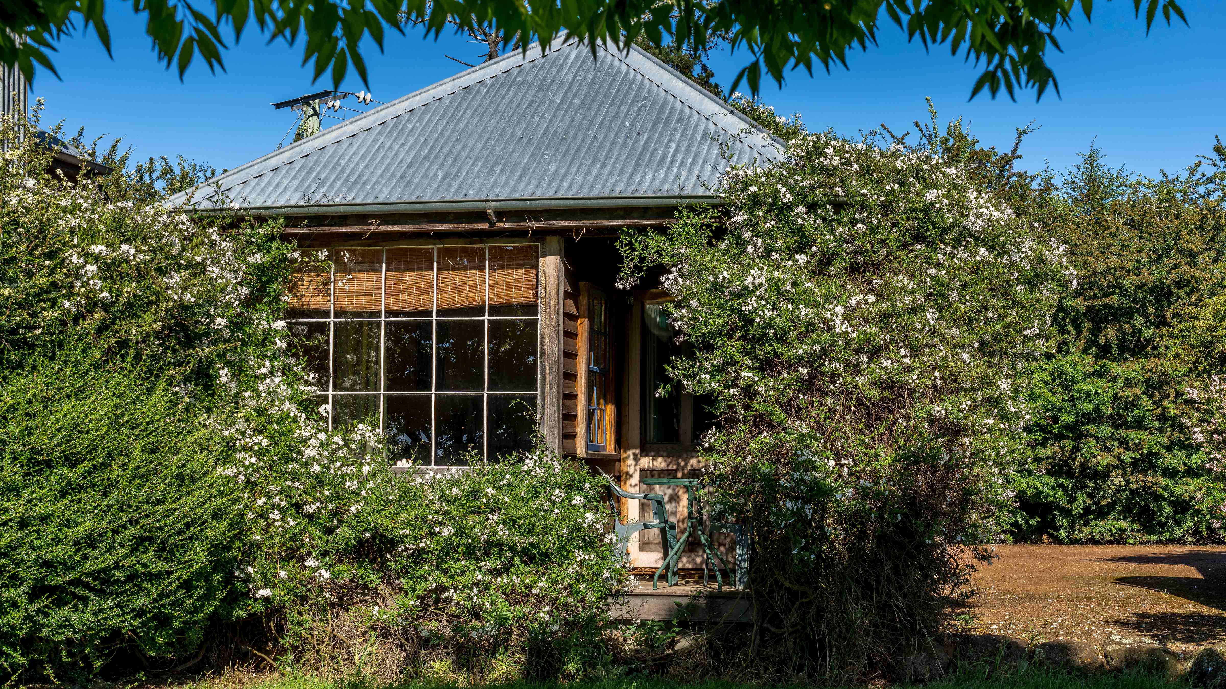 A small timber cottage is partially hidden by white flowering climbing shrubs. A glass small paned window has a bamboo blind hanging and a green outdoor table and chairs is on the small verandah. The corrugated iron roof is pitched. There is a hedgerow and a blue sky in the background and a gravel parking area to the right of the cottage. Photo: Rob Burnett.
