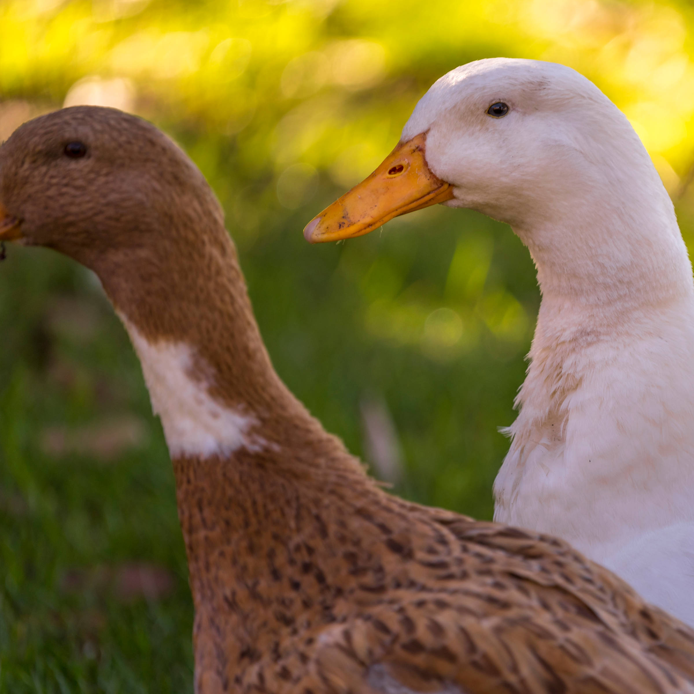 One white and two brown speckled Indian runner ducks. Photo: Rob Burnett.