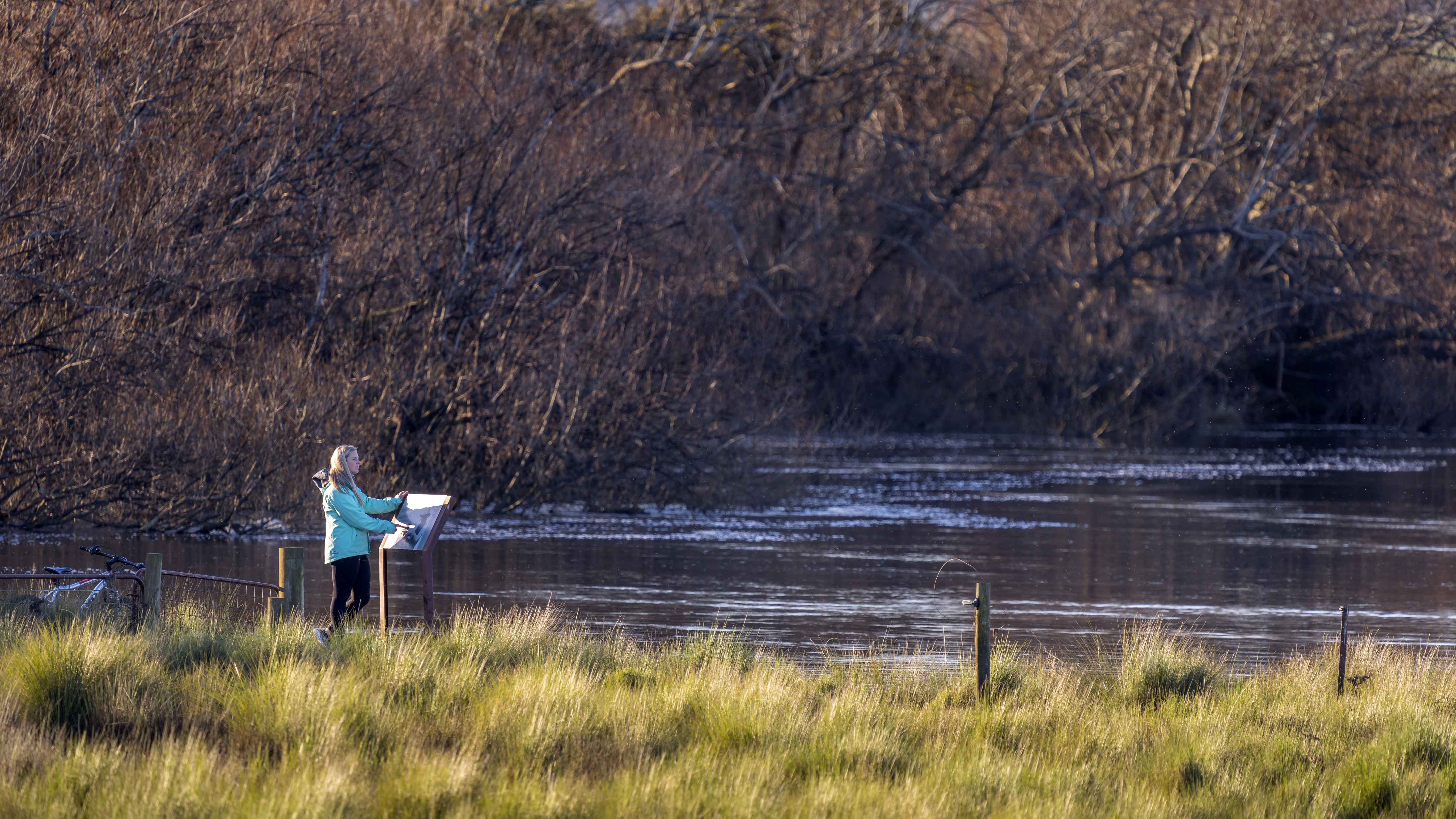 A person stands reading an information sign while overlooking the Macquarie River. The river bank is lined with willow trees and grass. Photo: Rob Burnett.