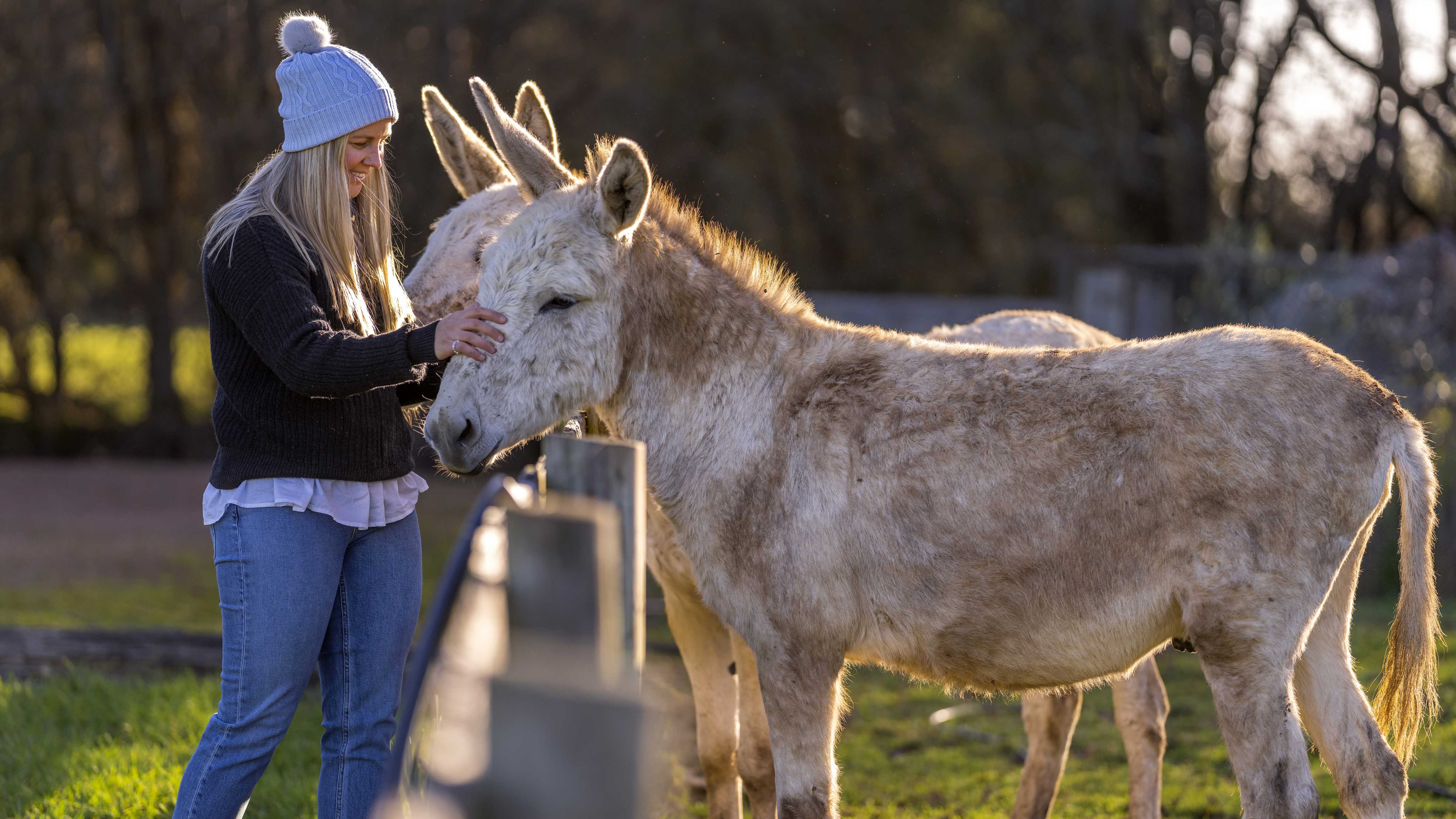 Young lady dressed in warm casual clothing is patting two grey donkeys. Photo: Rob Burnett.
