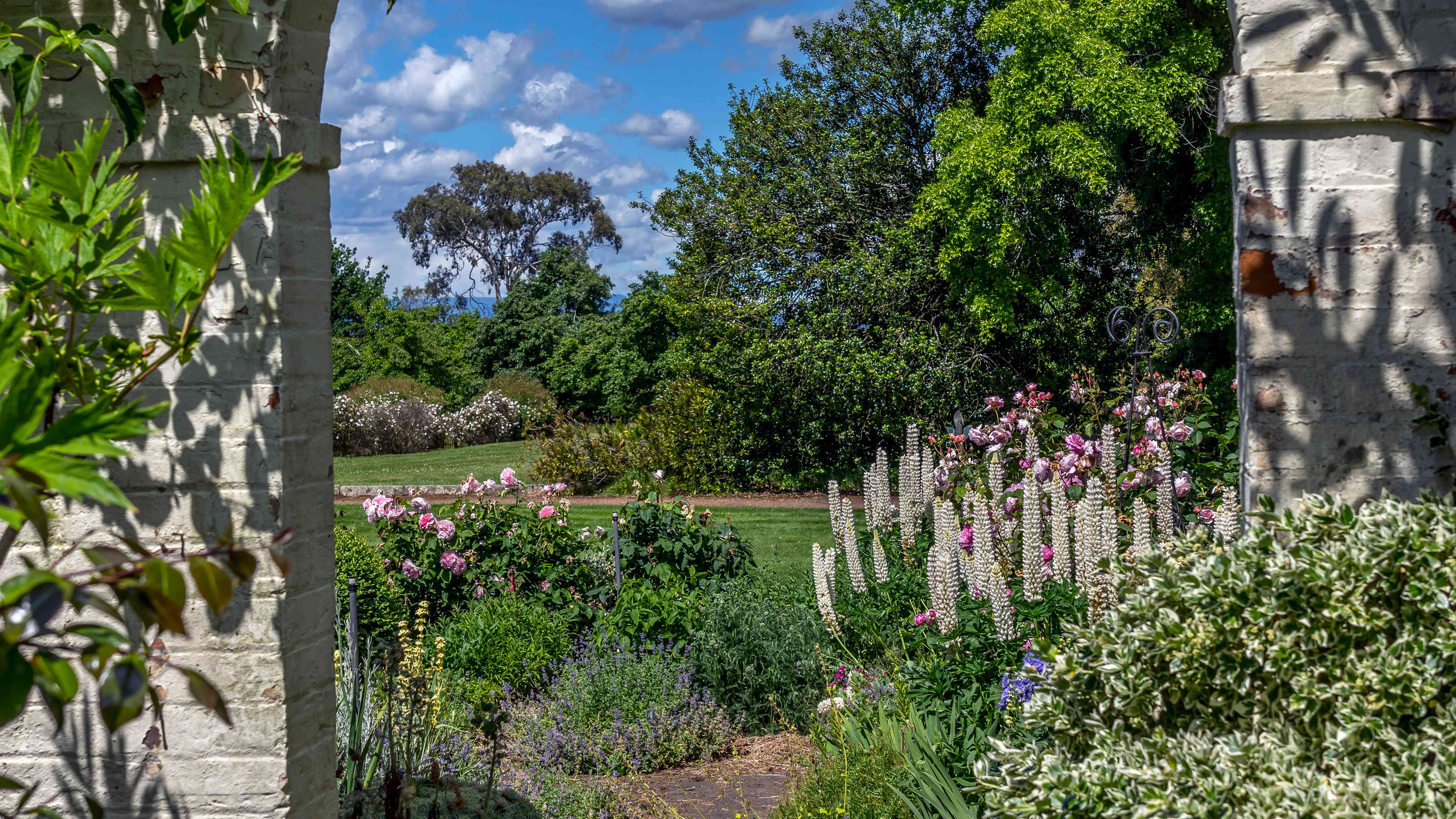 A white brick arch leads to the verandah bed garden and front lawns. White lupins, pink roses and purple catmint feature in the foreground with a holly tree and pin oak in the background. Photo: Rob Burnett.