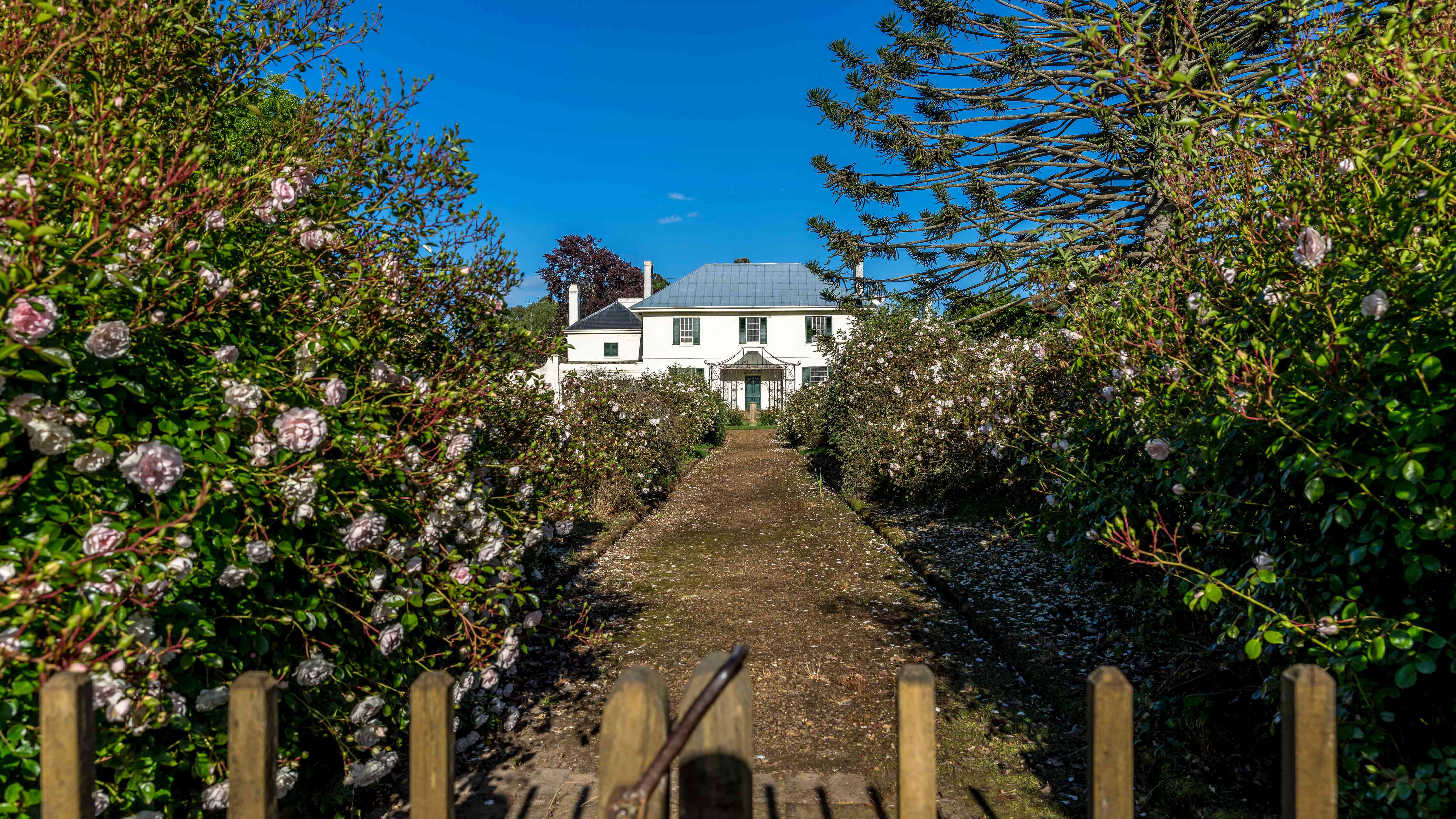 A gravel path is bordered by pink spinosissima roses and leads to the main homestead with the Bunya pine to the left. Photo: Rob Burnett.