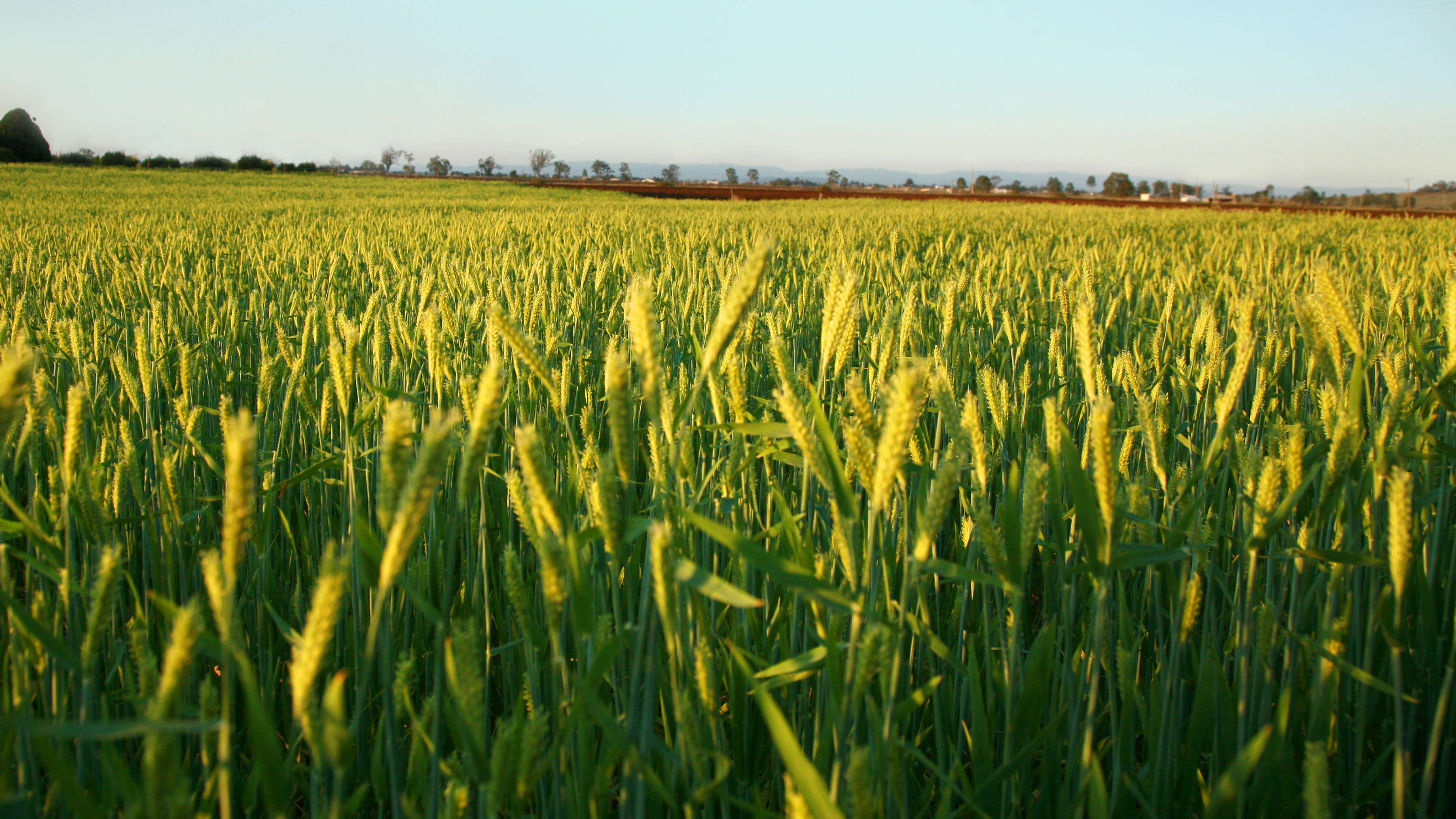 A sunlit field of green barley stalks. Photo: EtchedDesignRemedies / iStock.