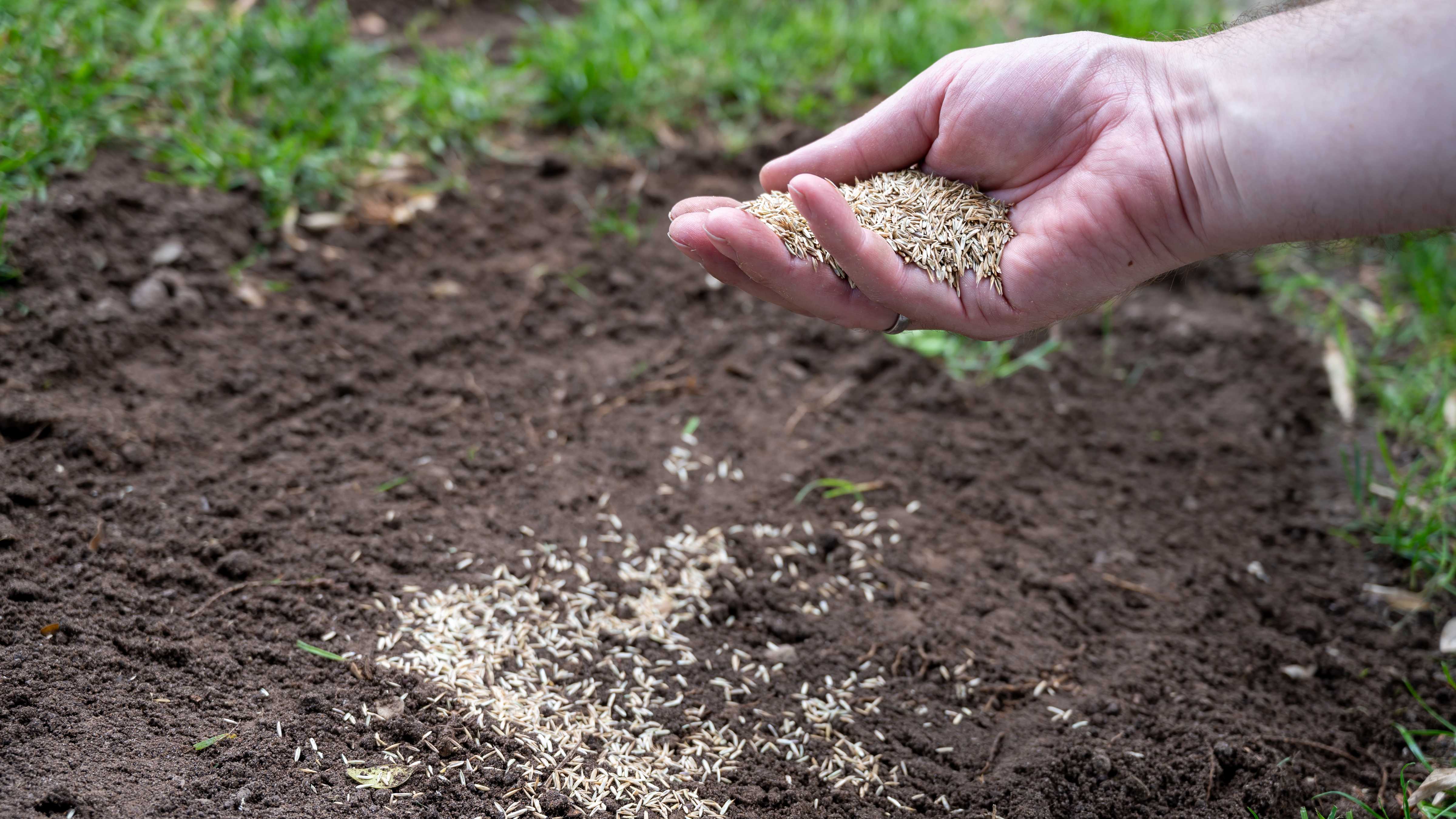 A patch of soil is being scattered with rye grass seed by a person holding a handful of seed. Image: Fokusiert / iStock.