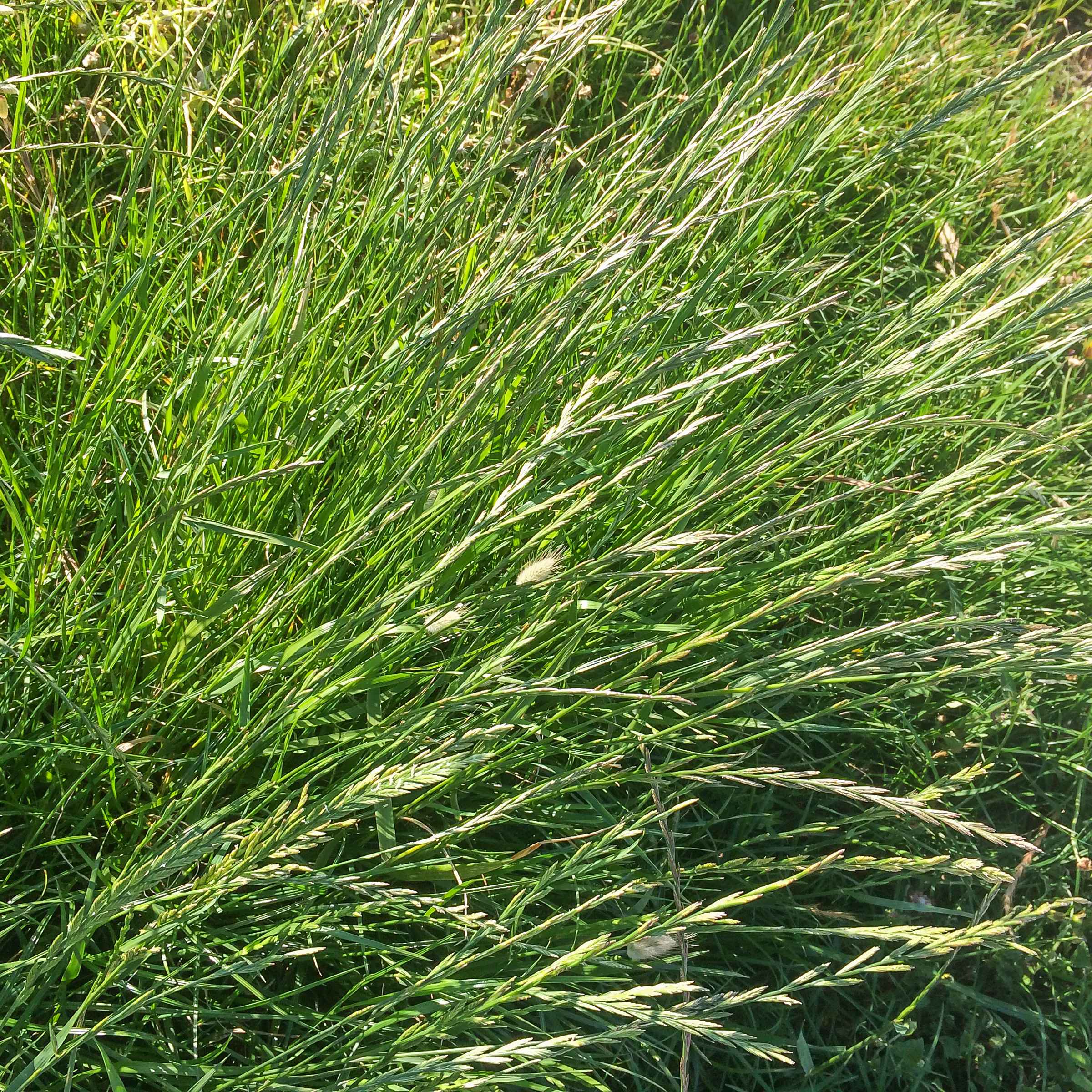 A patch of soil is being scattered with rye grass seed by a person holding a handful of seed. Image: Fokusiert / iStock.