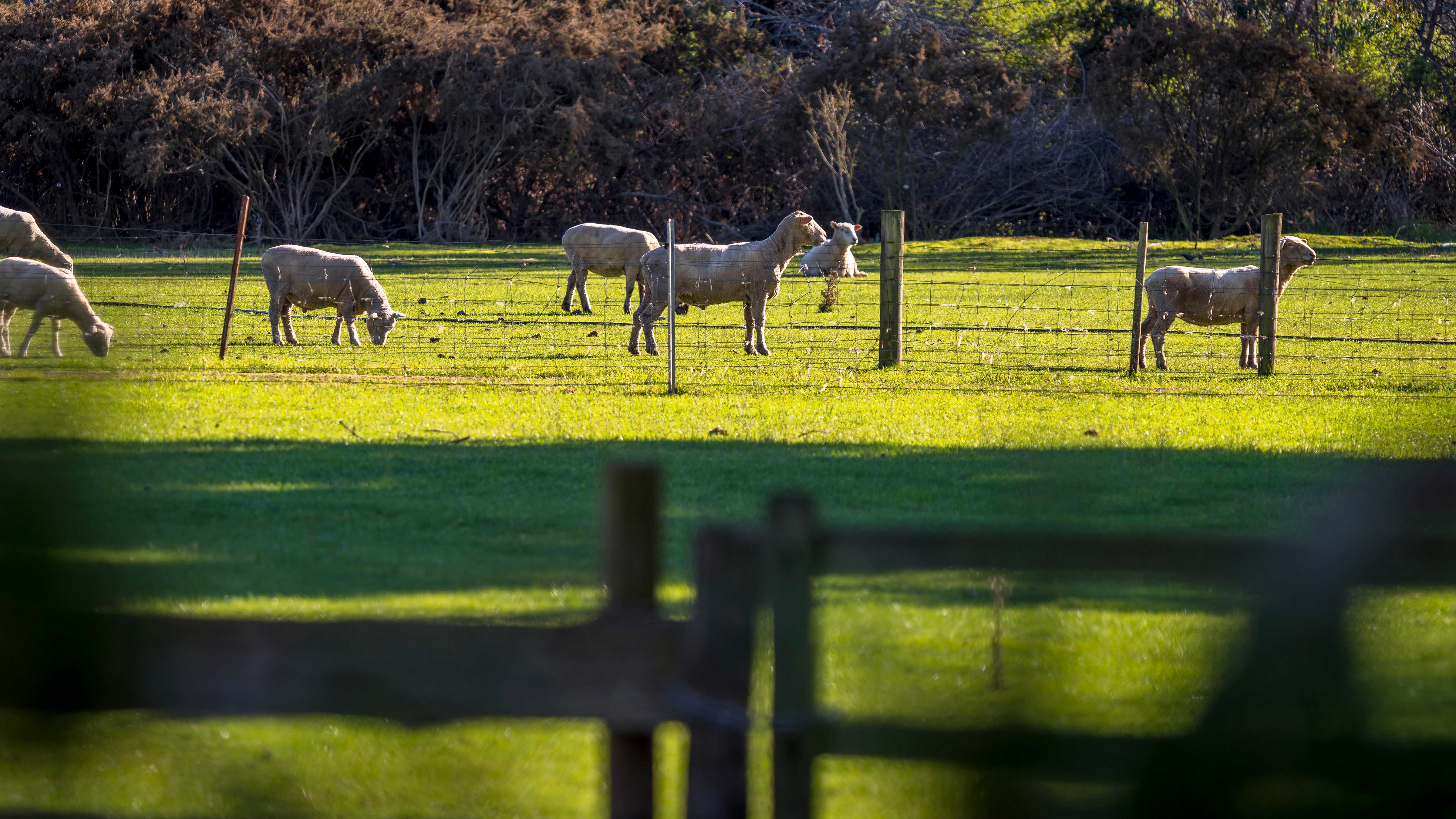 Seven shorn sheep stand in a green grass paddock with timber and wire fences in the foreground. Photo: Rob Burnett.