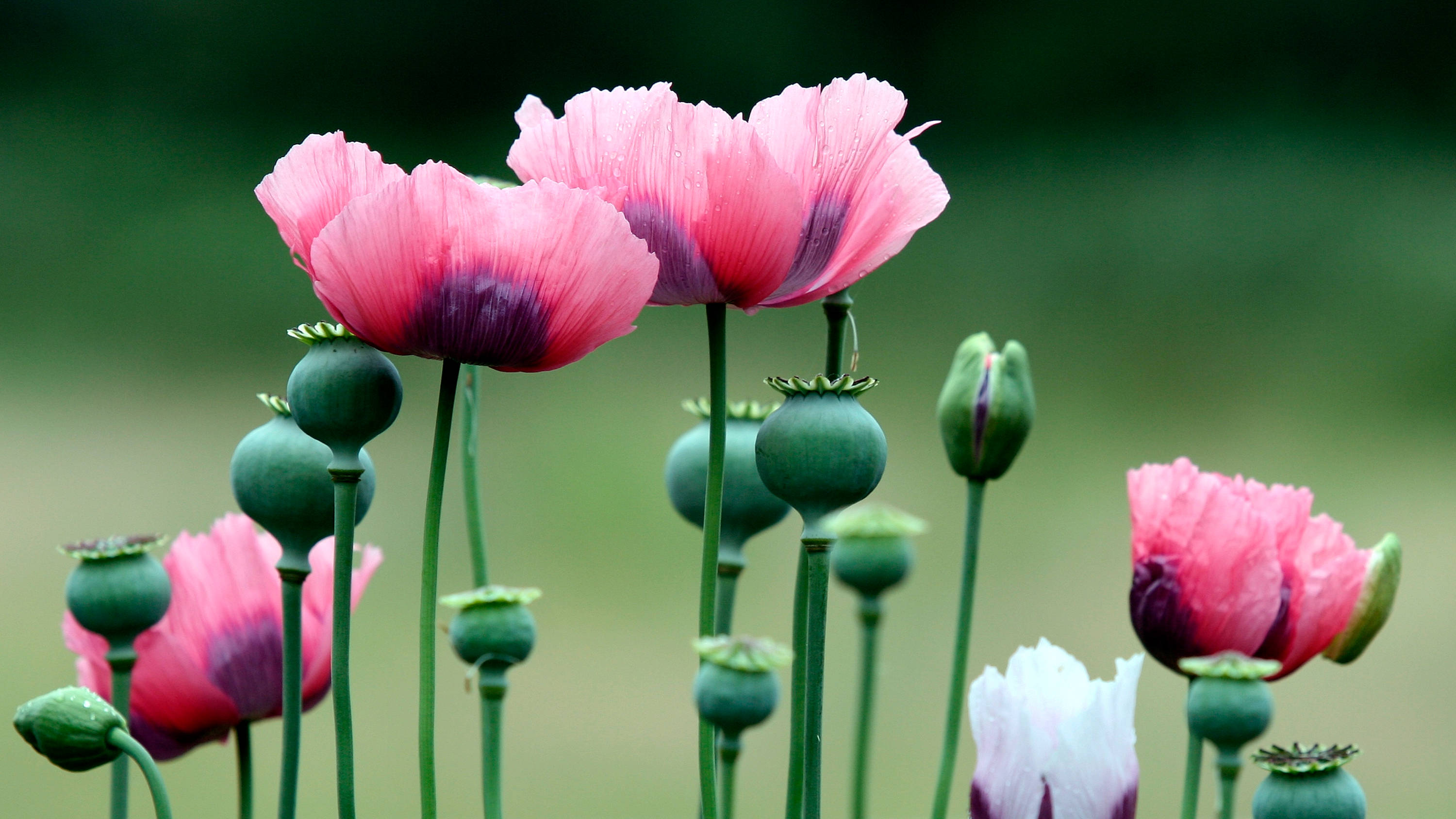 Pink poppy flowers stand amongst green poppy capsules on stalks. Photo: AtWaG / iStock.